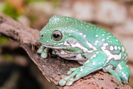 Litoria caerulea