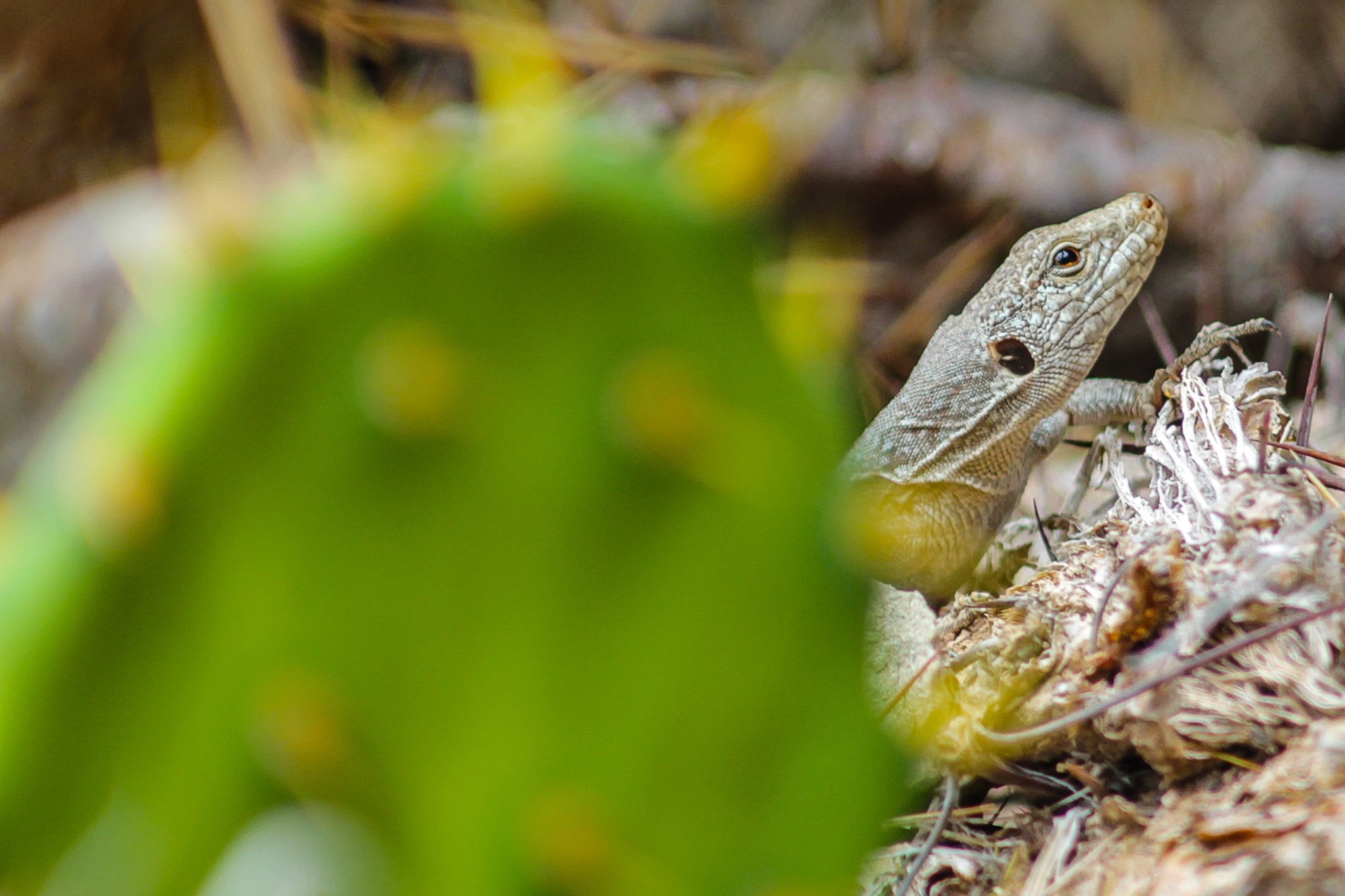Gallotia intermedia echsperten Blog