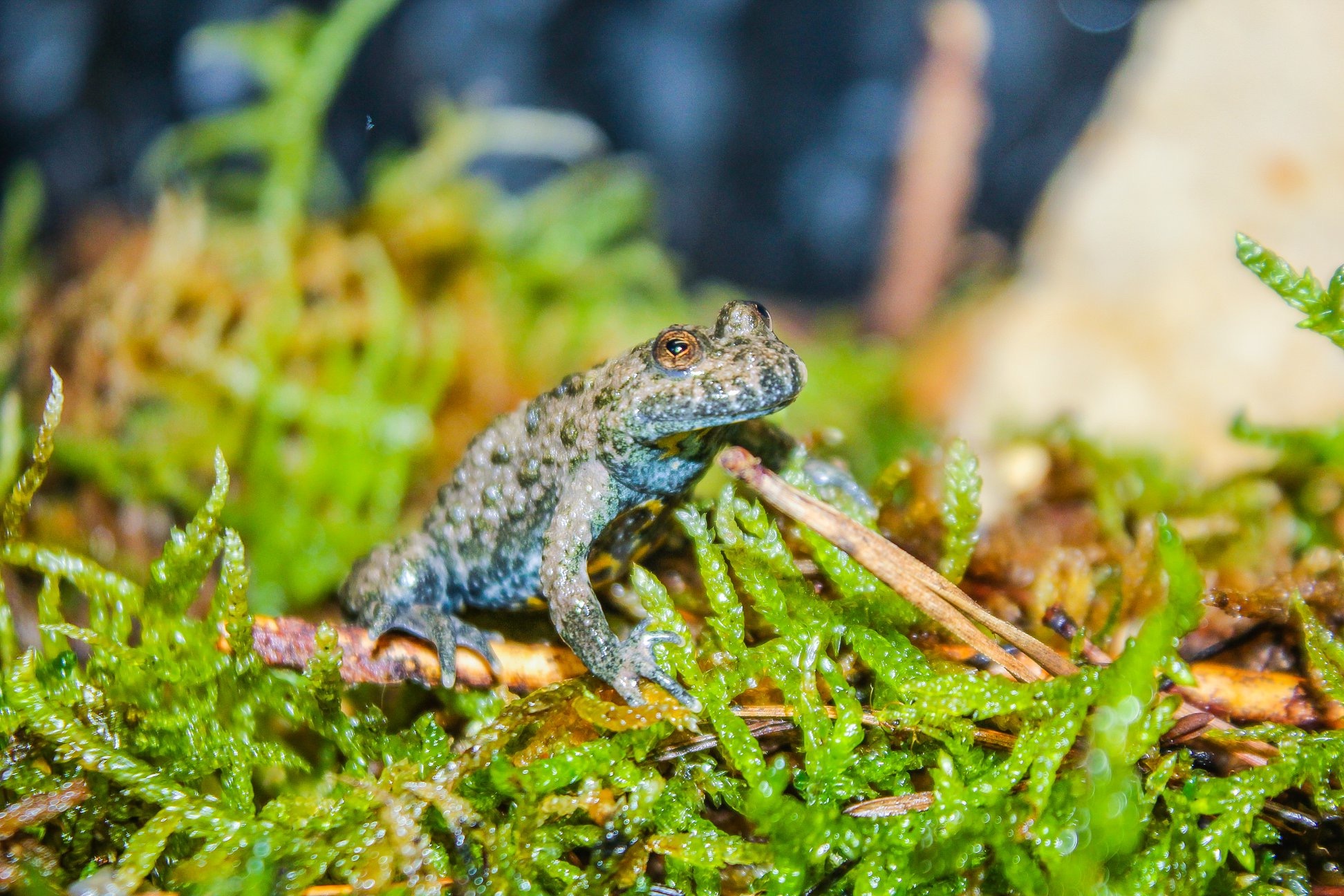 Bombina variegata echsperten Blog
