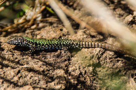 Podarcis muralis maculiventris