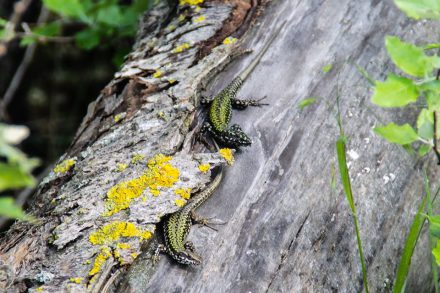 Podarcis muralis maculiventris