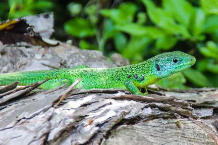 Ansprechpartner im Nabu Nagold/Altensteig – Reptilienbeauftragter