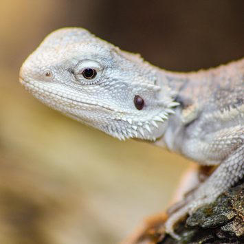 Pogona vitticeps