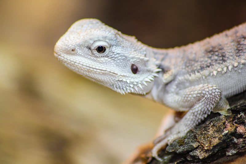 Pogona vitticeps