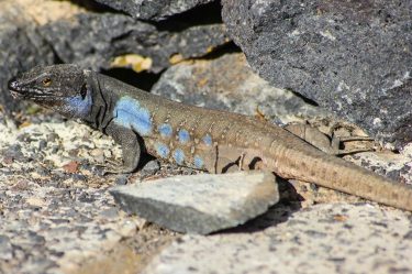 Gallotia galloti galloti Teneriffa Kanareneidechse