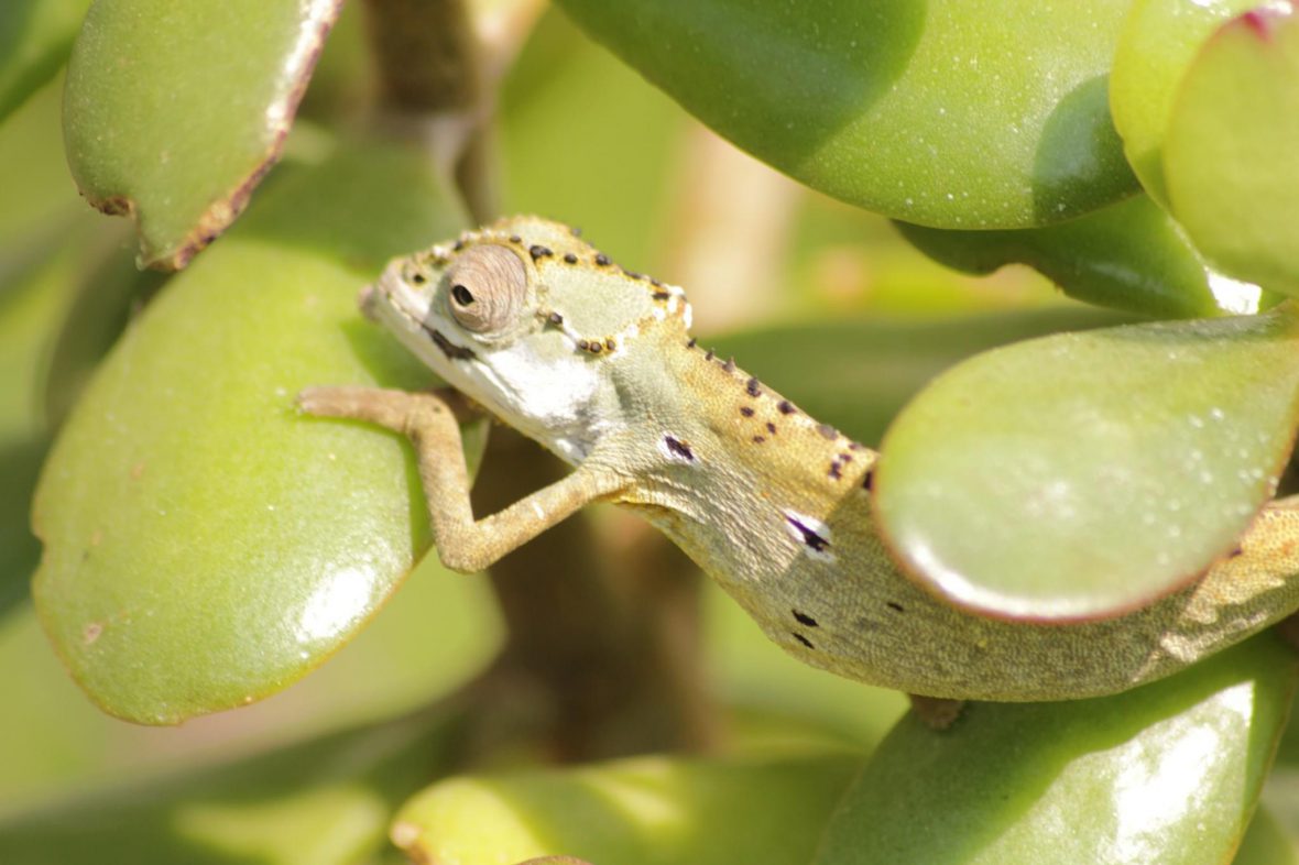 Archaius tigris echsperten Blog