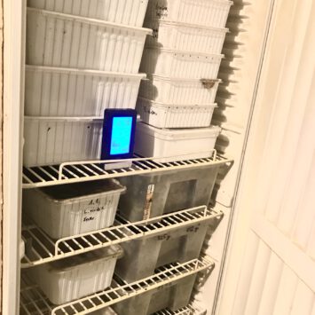 Überwinterung im Kühlschrank