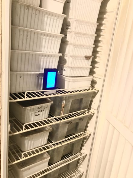 Überwinterung im Kühlschrank