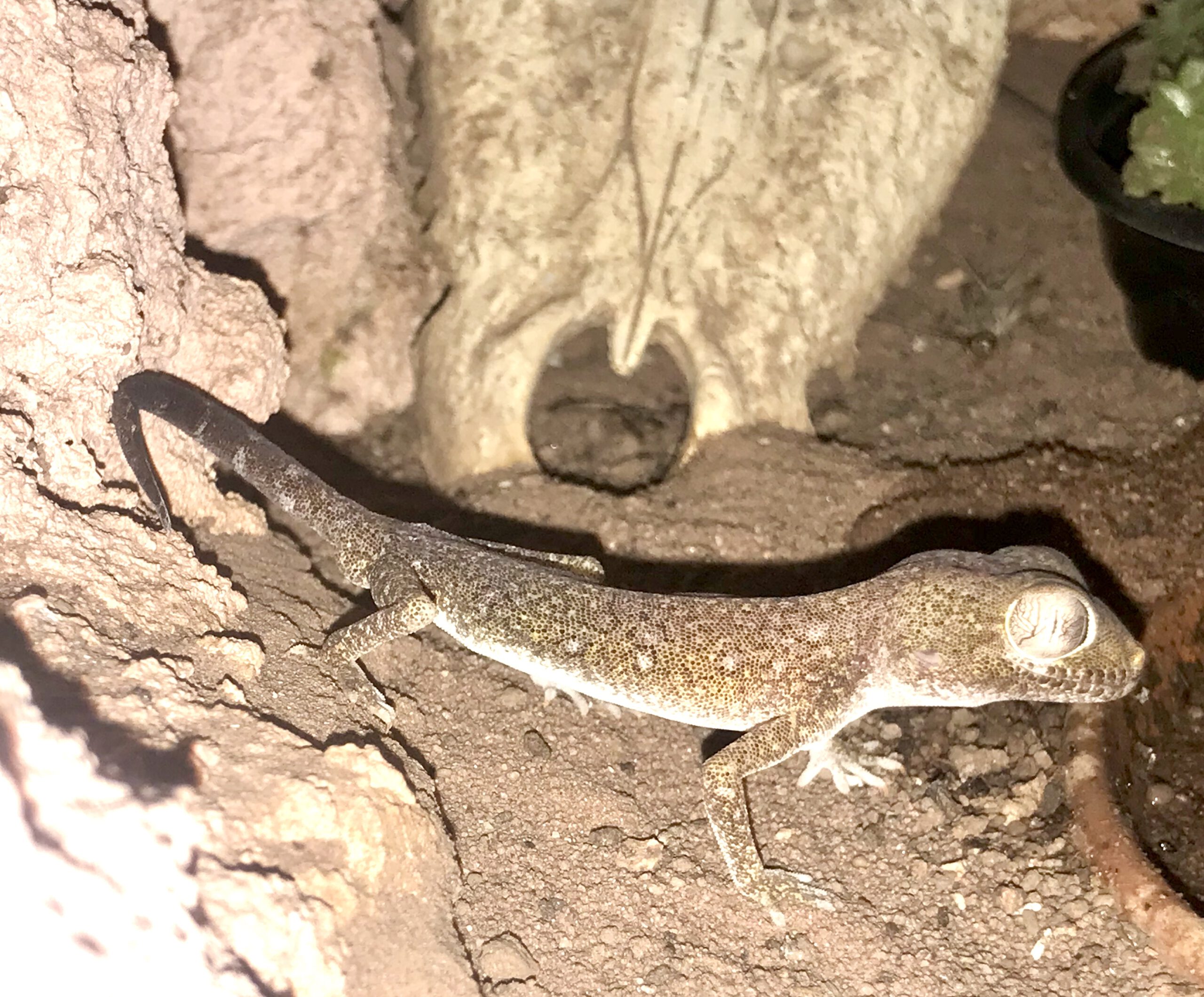 Stenodactylus leptocosymbotes echsperten Blog