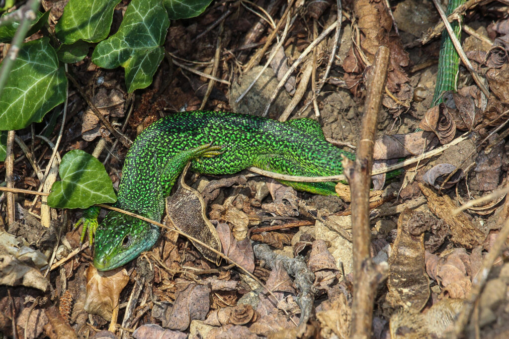 Westliche Smaragdeidechse Reptilien an dem Kaiserstuhl