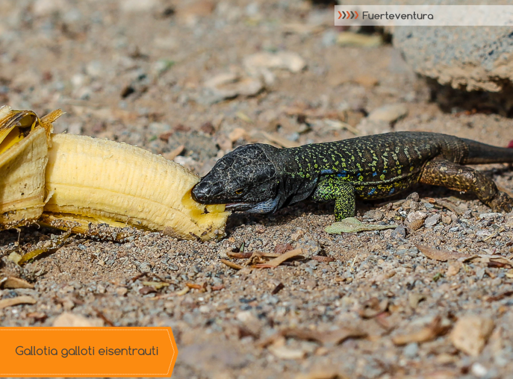 Gallotia galloti eisentrauti frisst Banane Reptilien der Kanaren in der Natur und in der privaten Zucht