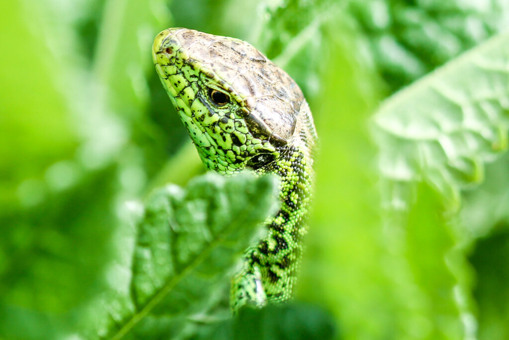 Zauneidechse