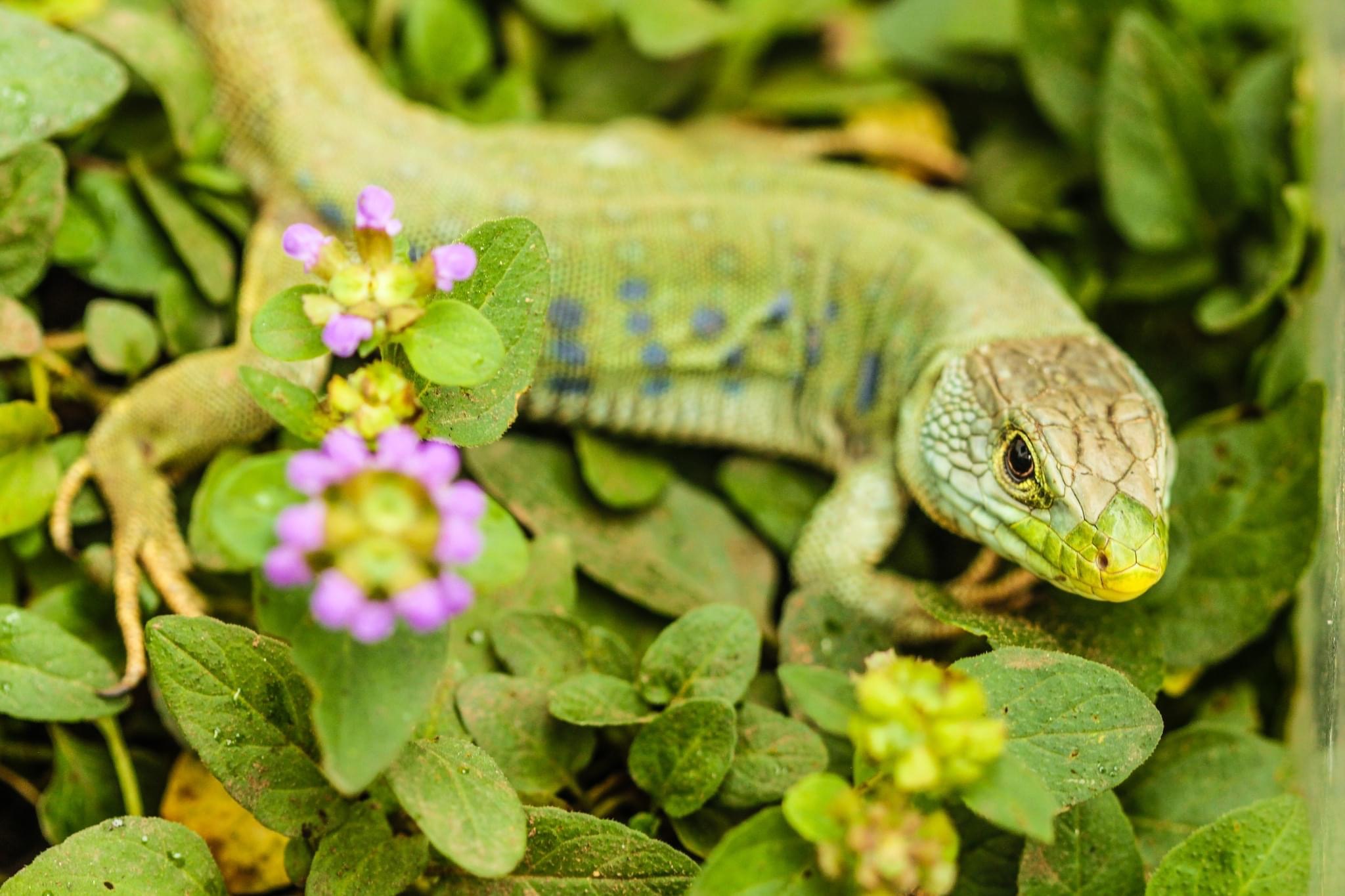 Timon lepidus ibericus