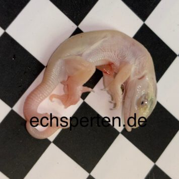 Eine weiße Perleidechse