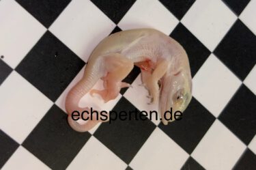 eine weiße Perleidechse