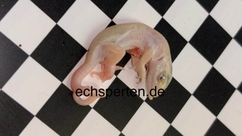 Eine weiße Perleidechse