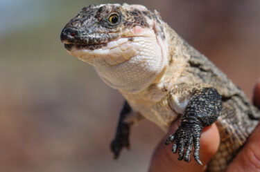 Gallotia bravoana