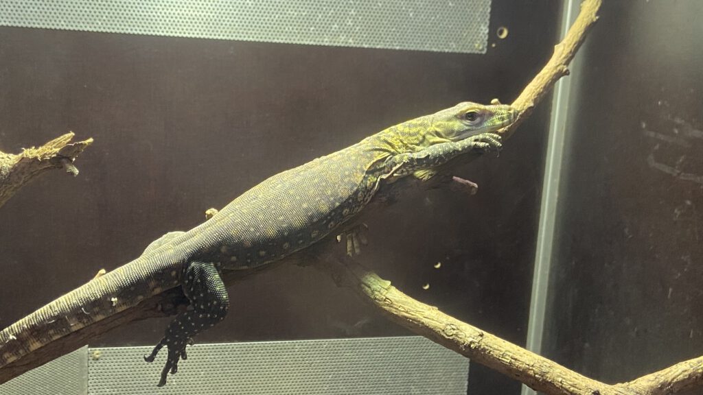 erste deutsche Nachzucht des Komodowarans