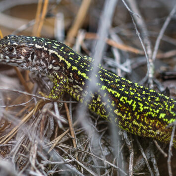 Der Tag einer Smaragdeidechse im Jahresverlauf