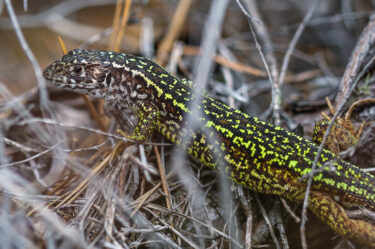 der Tag einer Smaragdeidechse