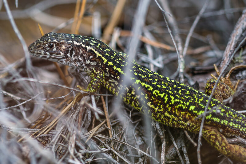 Der Tag einer Smaragdeidechse im Jahresverlauf