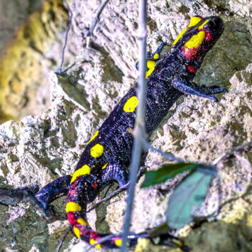 Feuersalamander in Marokko