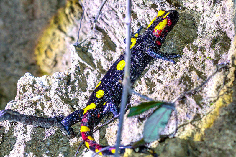 Feuersalamander in Marokko