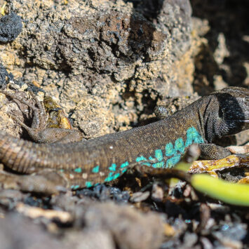 Lanzarote – Gallotia atlantica altlantica
