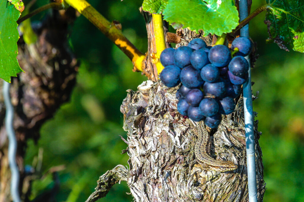Mauereidechse im Wein