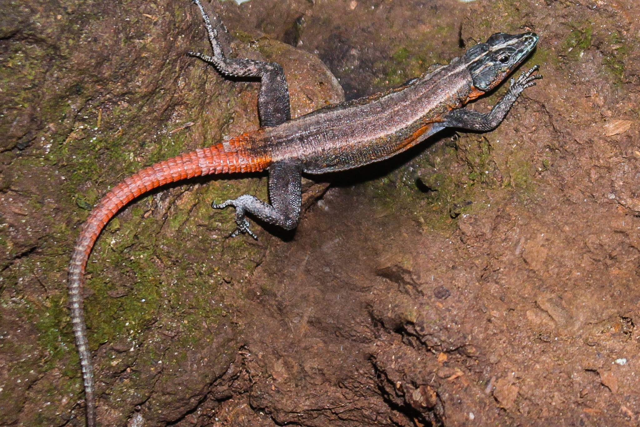 Platysaurus intermedius echsperten Blog