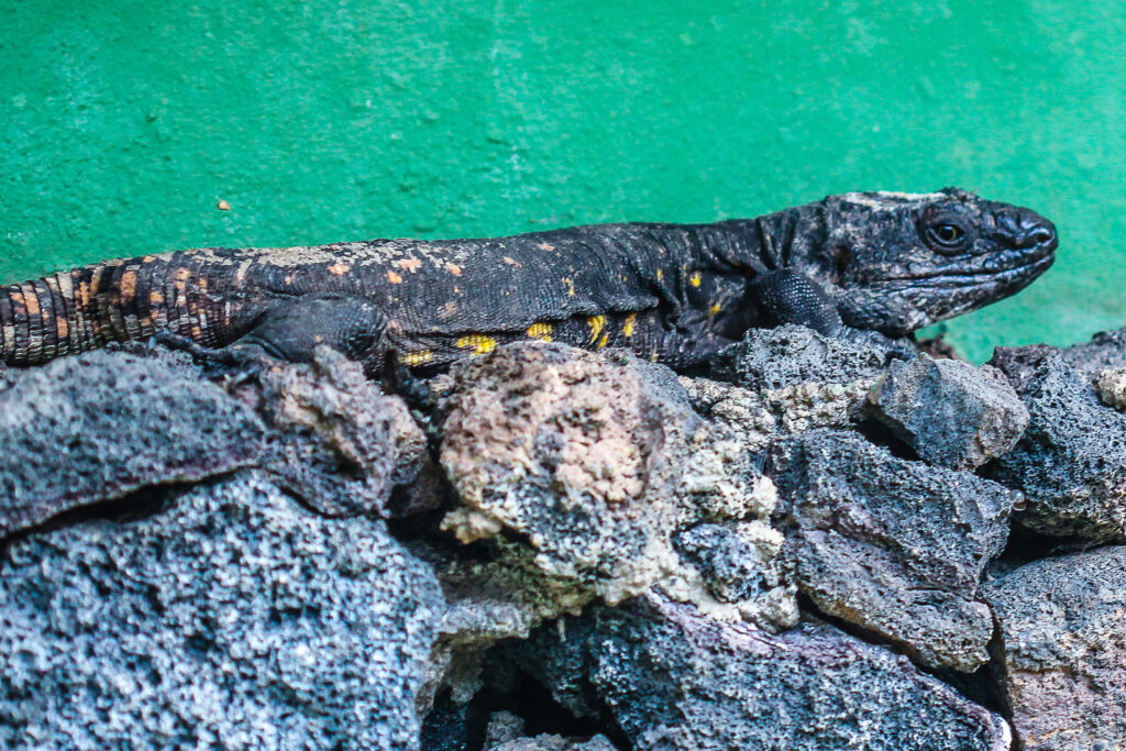 Gallotia simonyi im Lagartario el Hierro