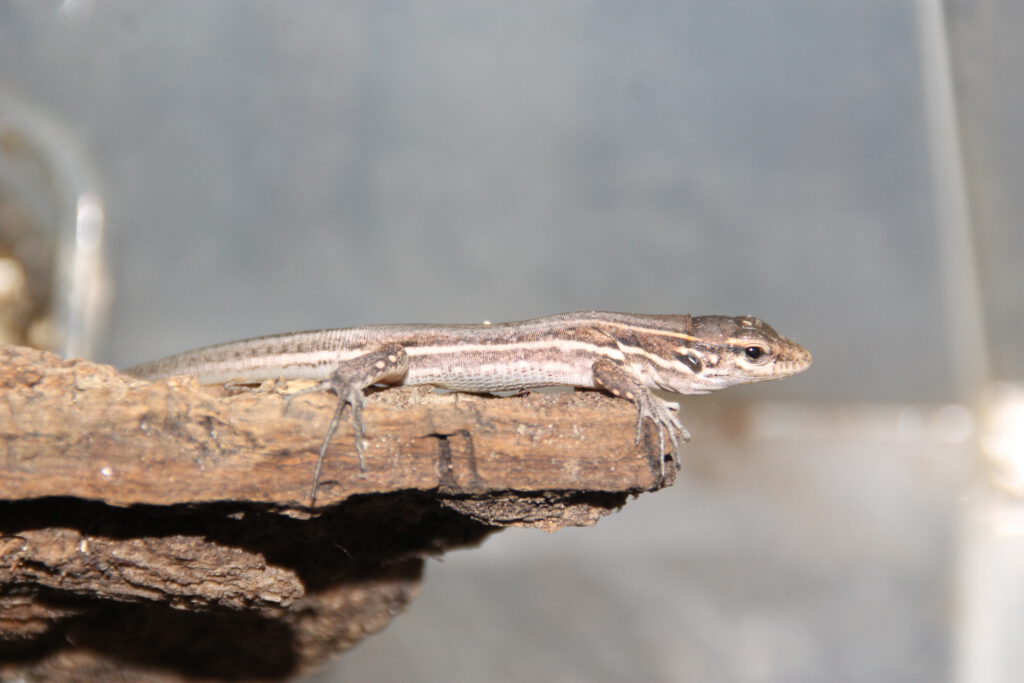 Juvenile Gallotia galloti eisentrauti