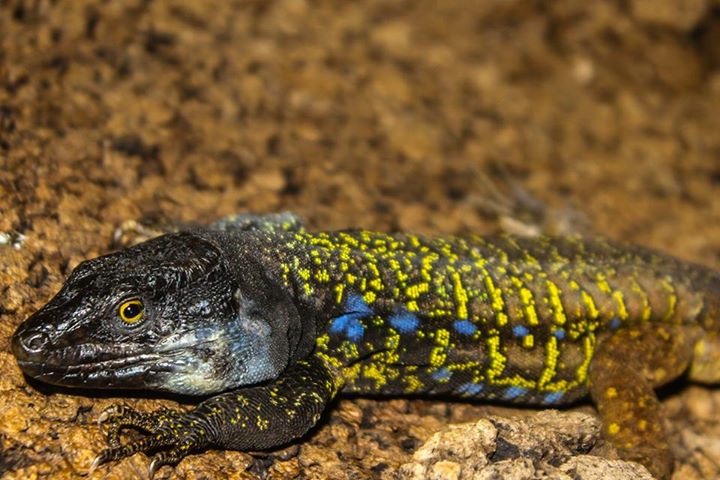 Dominantes Männchen von Gallotia galloti eisentrauti