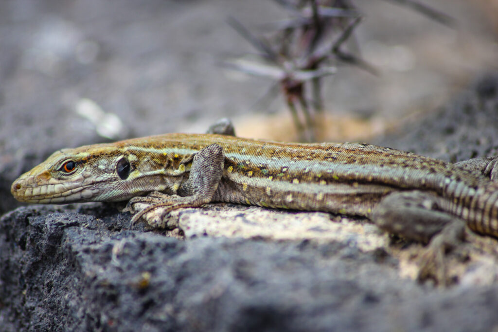 Weibchen von Gallotia galloti eisentrauti