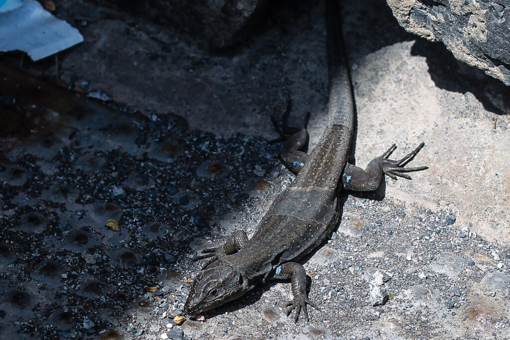 Gallotia caesaris gomerae