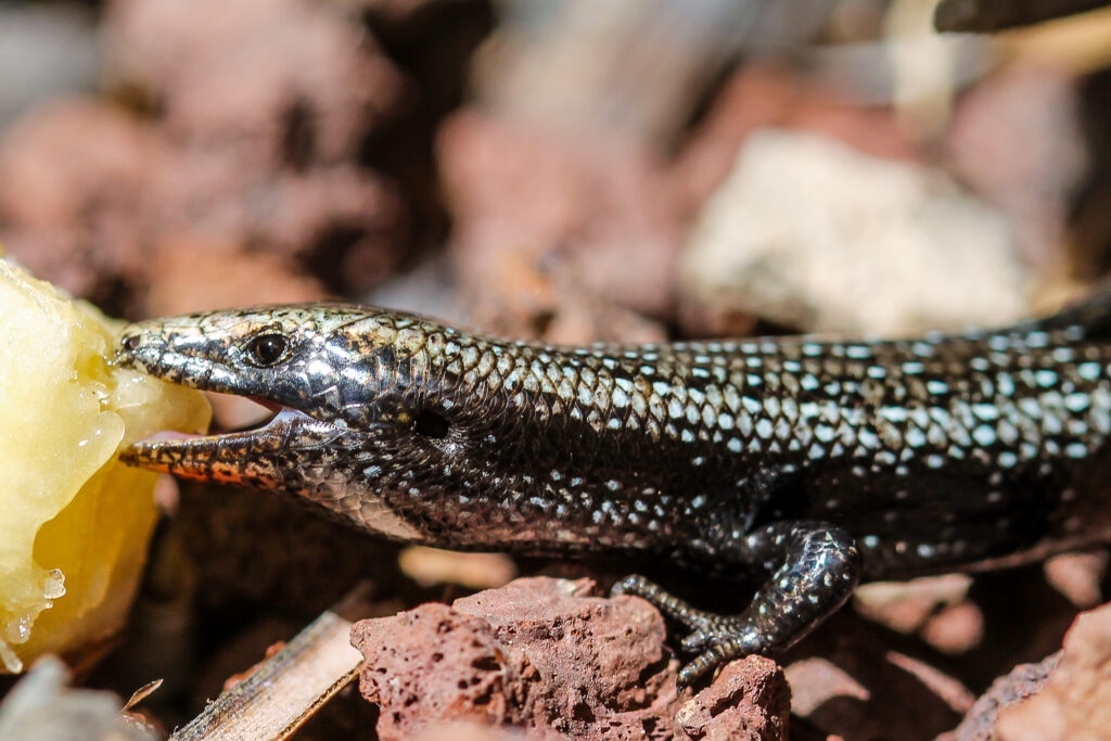 Chalcides coeruleopunctatus