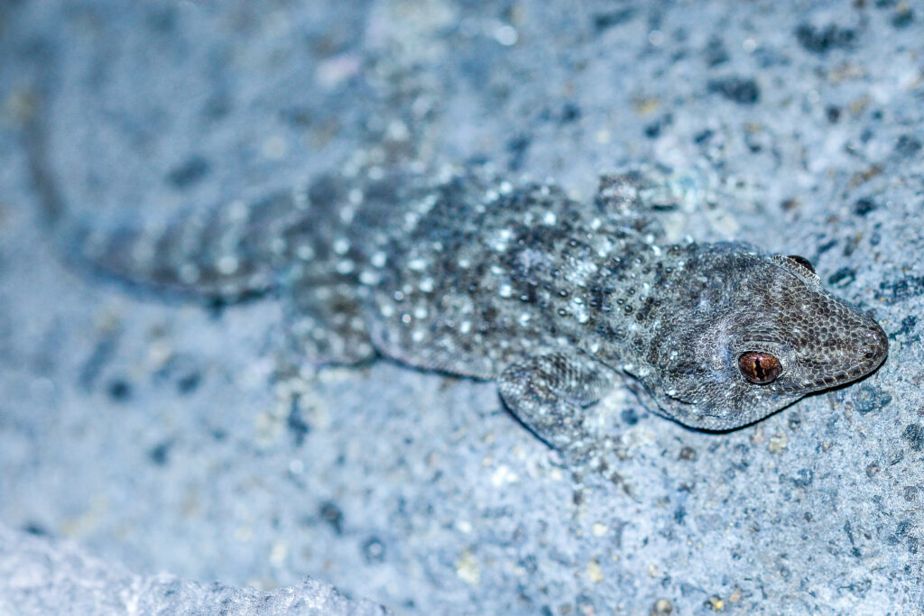 Tarentola gomerensis