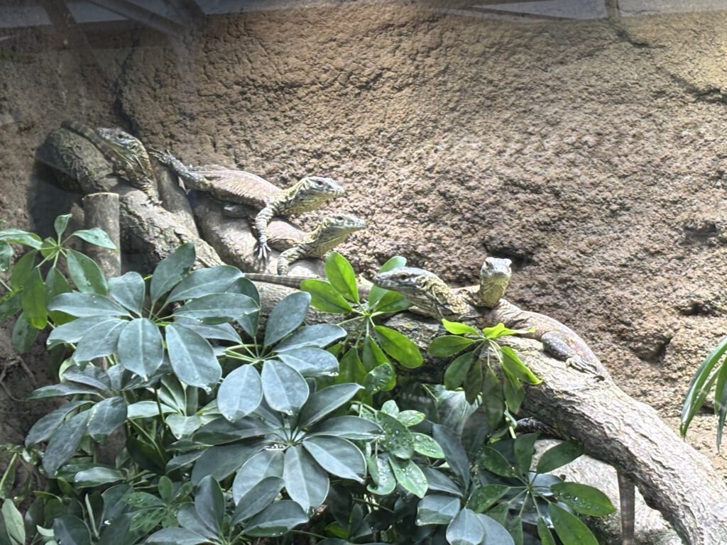 Nachzuchten der Komodowarane 2025 im Zoo Leipzig