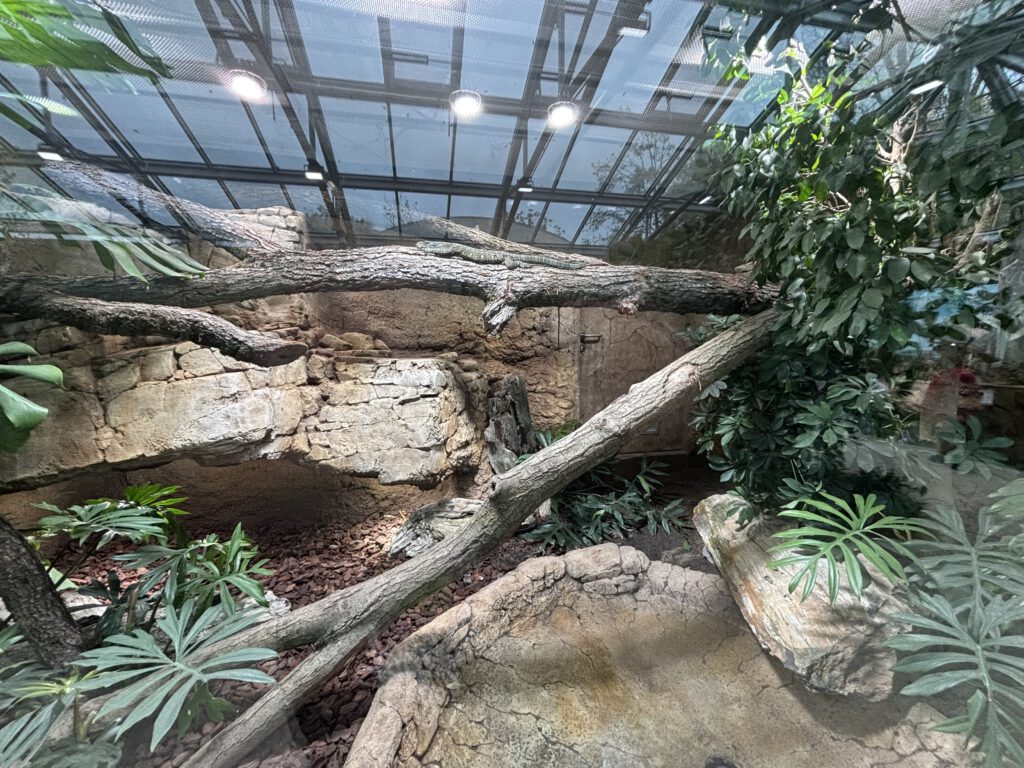 Papuawaran Varanus salvadorii