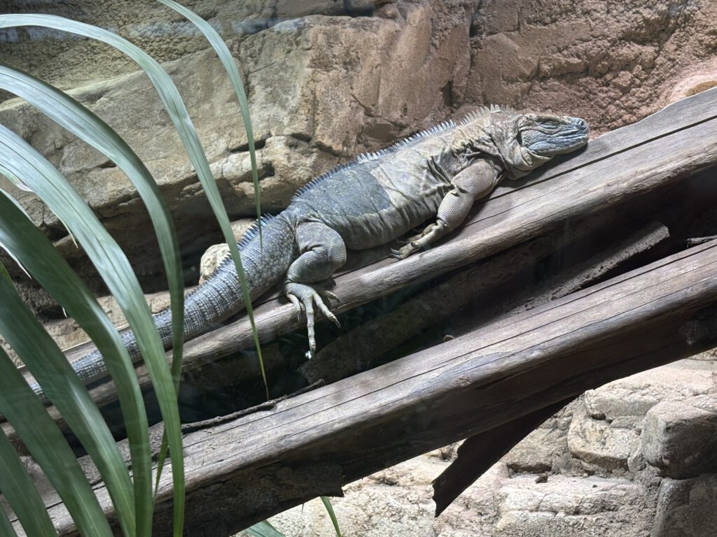 Cyclura collei Jamaika Leguan