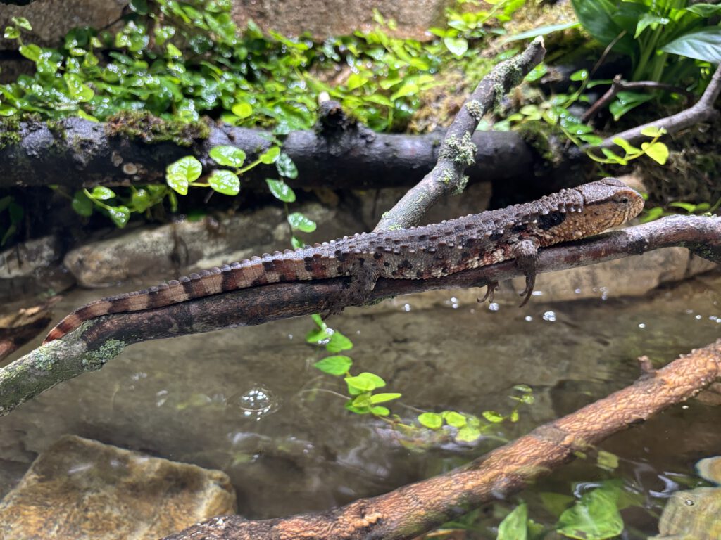 Krokodilschwanz Höckerechse