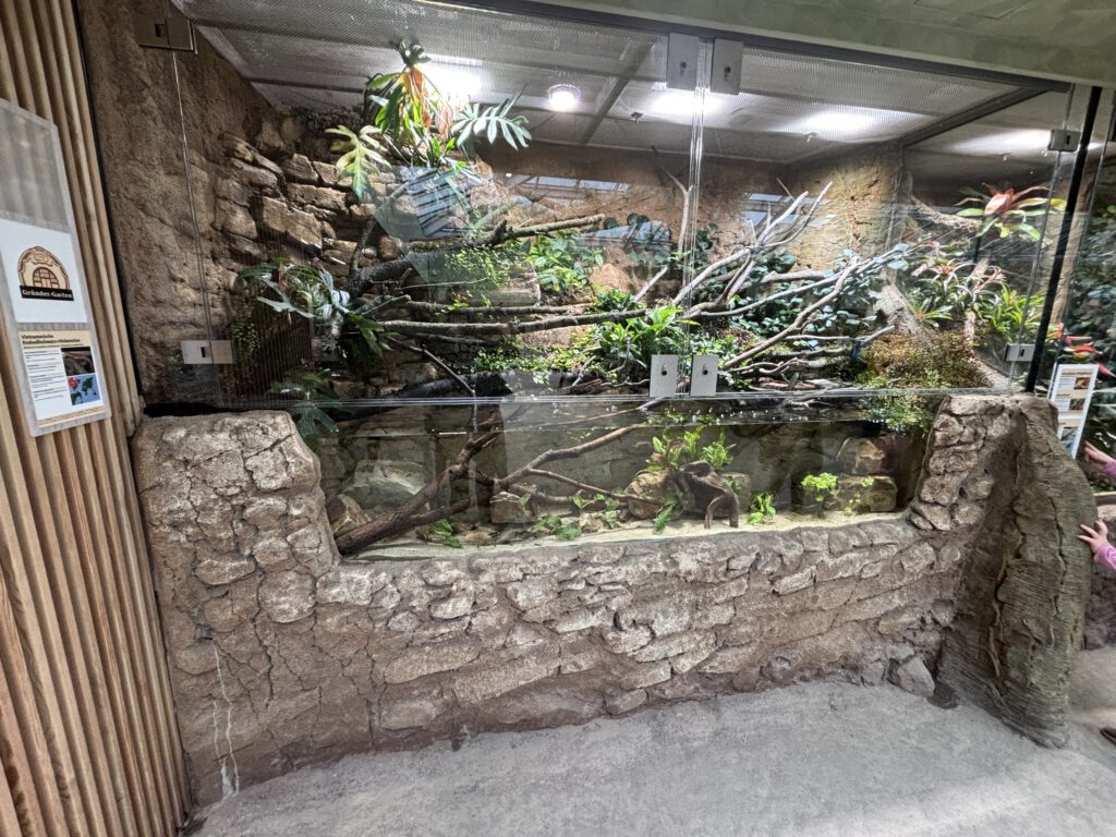 Terrarium der Krokodilschwanz Höckerechse im Zoo Leipzig