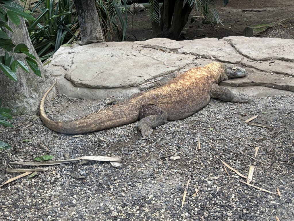 Komodowaran Varanus komodoesnsis
