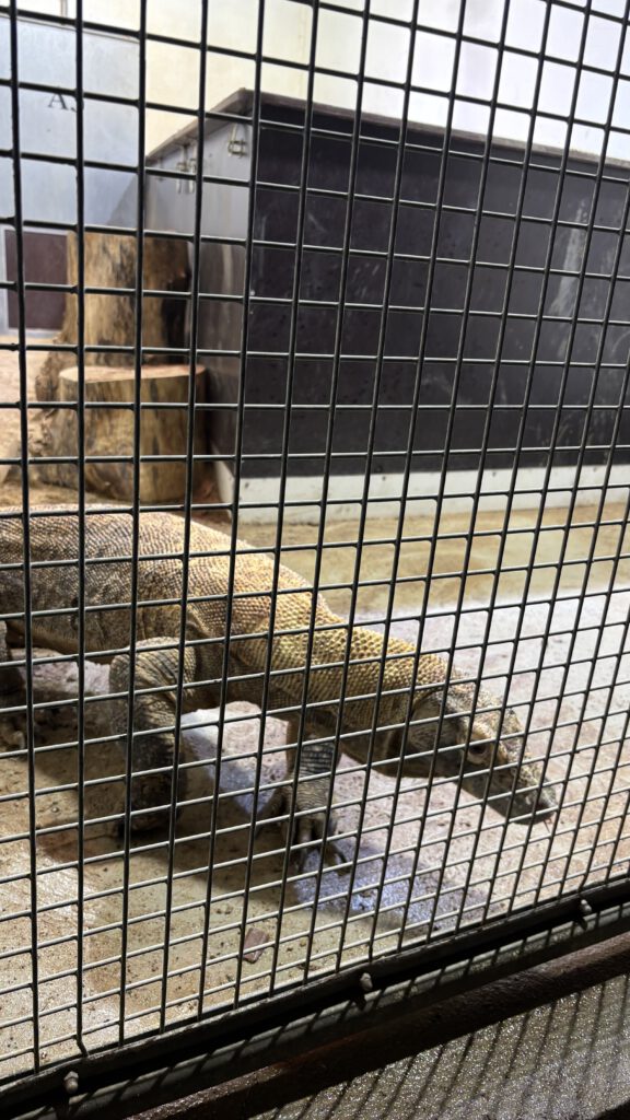 Mutter der Komodowarane aus dem Jahr 2025 und 2021