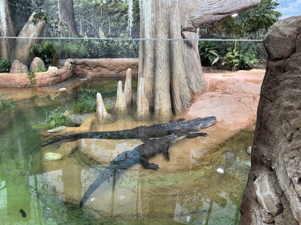 neue Alligatoranlage Leipzig