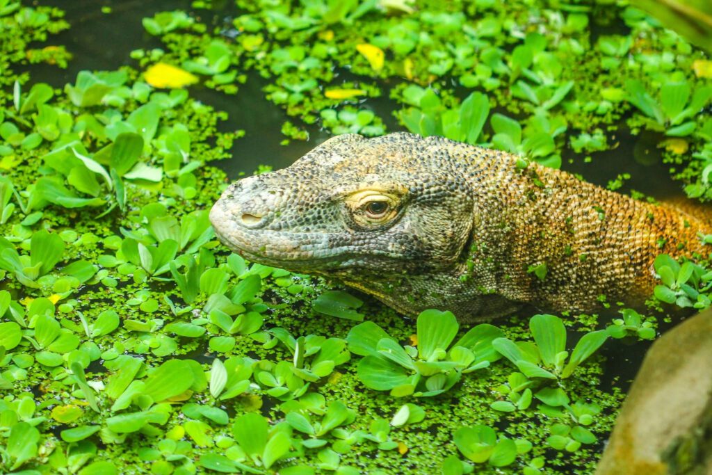 Männchen Komodowaran