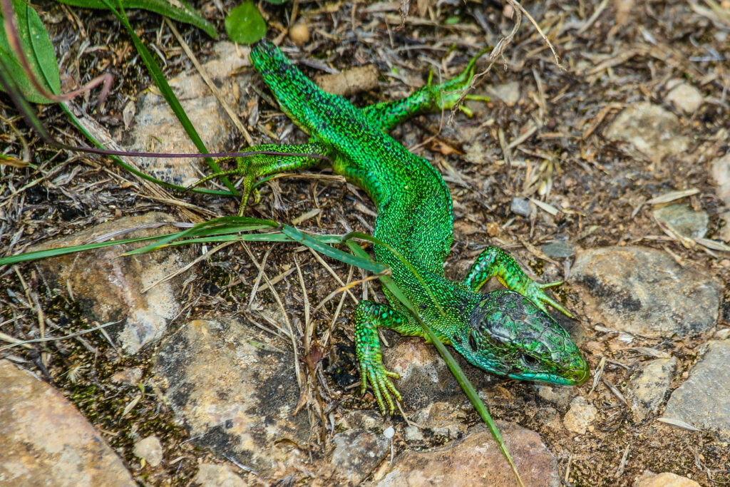 Sichtlich abgemagertes Männchen der westlichen Smaragdeidechse aus dem südlichen Elsass