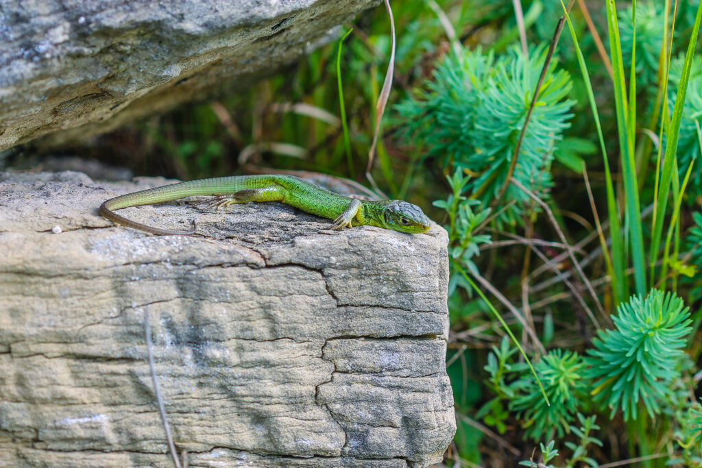 Jungtier der westlichen Smaragdeidechse im Kaiserstuhl