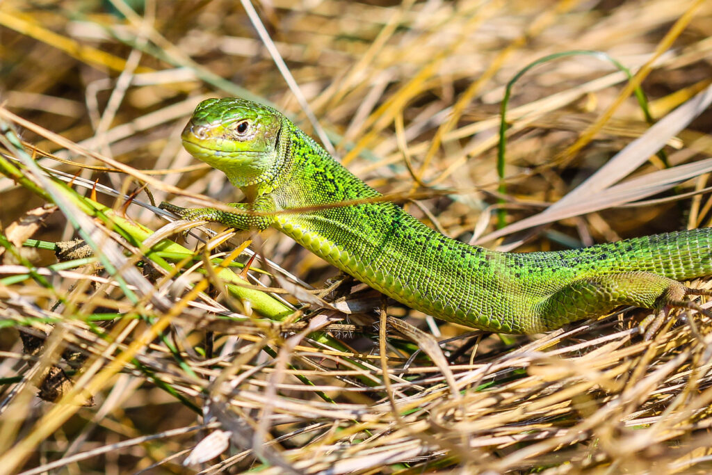 Weibchen der westlichen Smragdeidechse aus dem Elsass