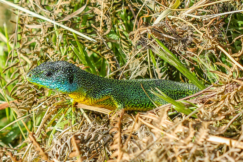 Männchen der westlichen Smaragdeidechse in Nordwestspanien am westlichen Arealrand der Art
